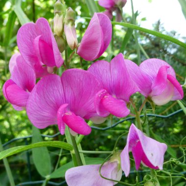 Lathyrus latifolius, Fabaceae, Fabaceae familyasından uzun ömürlü, uzun ömürlü bir bezelye türü. Avrupa 'ya özgüdür. 