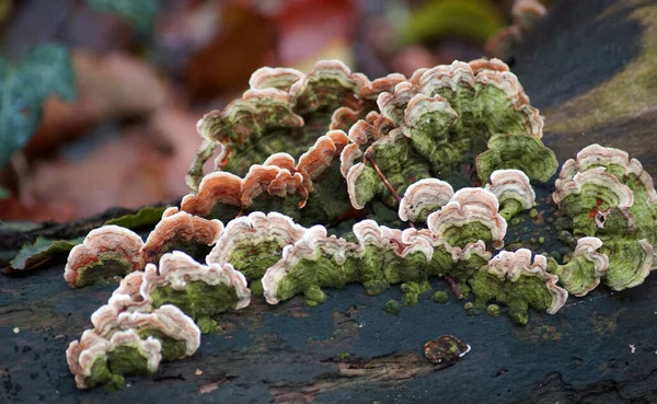 Coda Tacchino Trametes Versicolor Coriolus Versicolor Polyporus Versicolor Che Crescono — Foto Stock