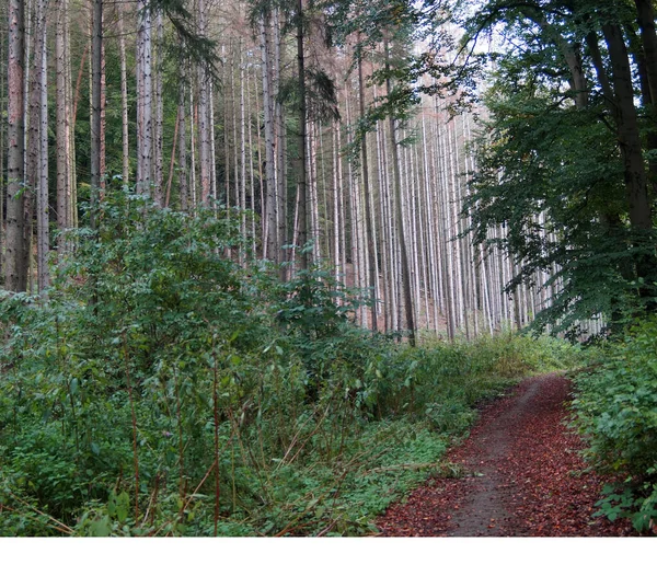 Path Strange Forest Trees Left Side Dying Conifers Light Grey — Stock Photo, Image