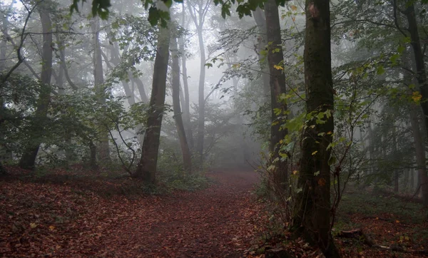 Lovely Hiking Trail Early Morning Mist Forest Magical Deciduous Trees — Stock Photo, Image