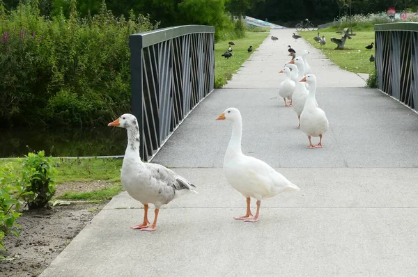 Een Groep Ganzen Steekt Een Brug Brug Maakt Deel Uit — Stockfoto