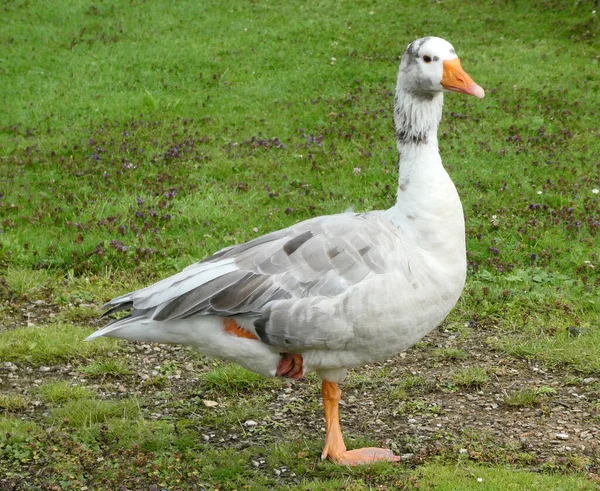 Eine Gans Die Auf Einem Bein Gras Steht Ich Gehe — Stockfoto