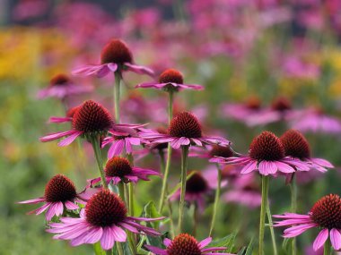Sarı ve mor arkaplanı olan güzel mor bir koni çiçeği. Bu bitkinin diğer isimleri: Echinacea purpurea, doğu mor coneflower, kirpi coneflower, veya echinacea