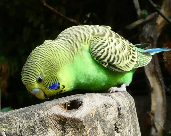 Male green budgie bird eating from a tree trunk