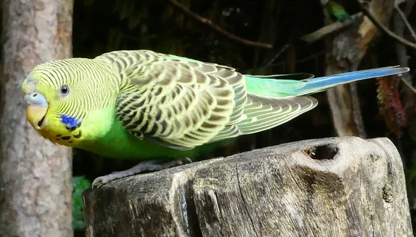 Male green budgie bird sitting on a tree trunk