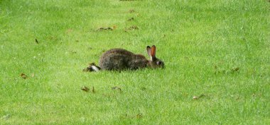 Vahşi bir Avrupa tavşanı ya da Oryctolagus cuniculus şehrin ortasında bir çimenlikte yiyecek arıyor. Avrupa 'ya özgüdür..