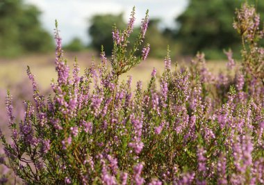 Funda ağustosta bol bol çiçek açıyor. Almanya 'nın büyük bir Heathland bölgesinde Calluna vulgaris. Bir çalılığa yakın plan, arkaplan bulanık.