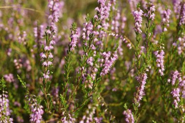 Vahşi doğada pembe Calluna Vulgaris çiçeklerine yakın çekim.