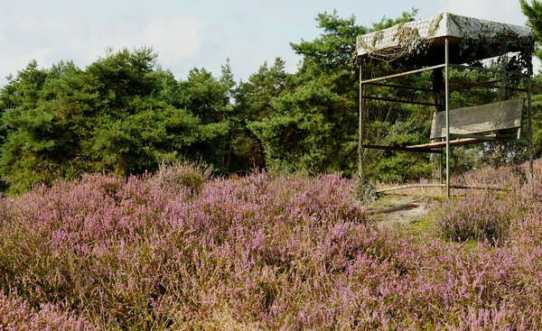 The heather is blooming abundantly in August.  Calluna vulgaris on a large heathland area in Germany. There is a hunting blind on the right.