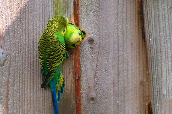 A male budgie is brushing the feathers of his partner, who is looking out of the hole of their nest. He is hanging on the wall of their home.