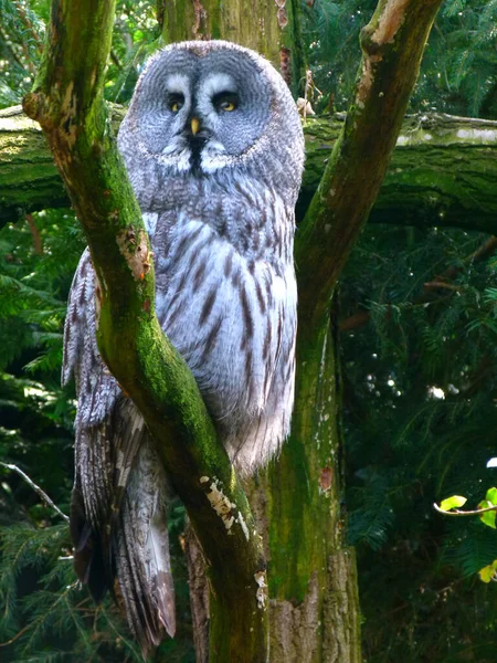Gray Ural owl on a green tree. Strix uralensis or Ural owl is a large nocturnal owl. It is a member of the true owl family, Strigidae.
