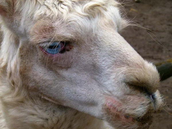 Ritratto Alpaca Bianco Dagli Occhi Azzurri Alpaca Vicugna Pacos Una — Foto Stock