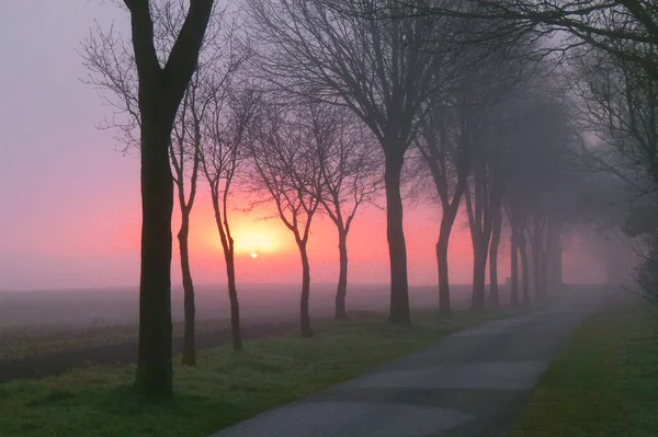 Sunrise Fog Beautiful Country Road Trees Both Sides Lower Saxony — Stock Photo, Image