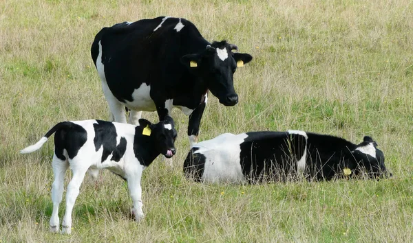 Groupe Deux Vaches Veau Holstein Friesian Bovins Une Vieille Friesian — Photo