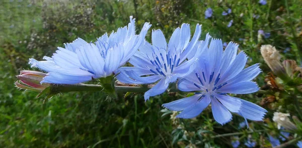 Чудові Блакитні Квіти Загальної Цикорії Звичайний Цикорій Або Цикорій Трохи — стокове фото