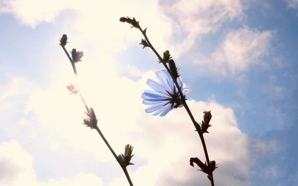 A lovely blue flower against a clouded sky. Backlit shot of common chicory.
