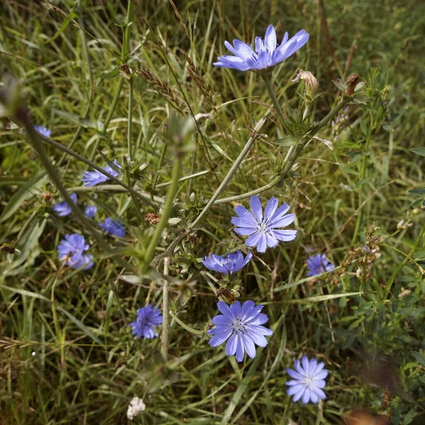 Common Chicory Cichorium Intybus Blue Flowers Growing Wild Somewhat Woody — Stock Photo, Image