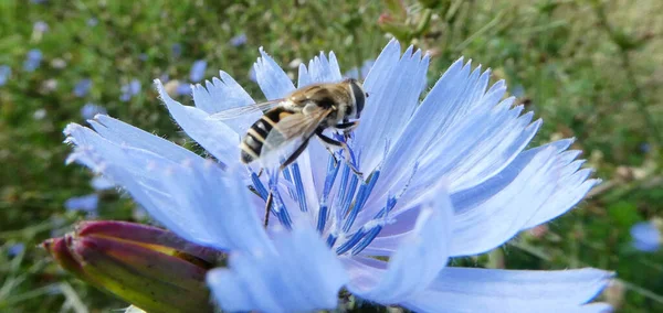 Hoverfly on a lovely light blue common chicory flower.