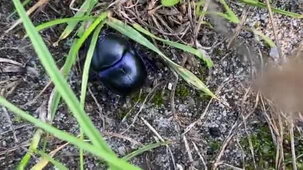 Escarabajo Estiércol Aburrido Geotrupidae — Vídeos de Stock