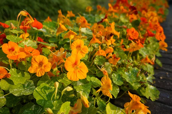 Tropaeolum Majus Die Gartenkapuzinerkresse Kapuzinerkresse Indische Kresse Oder Mönchskresse Ist — Stockfoto