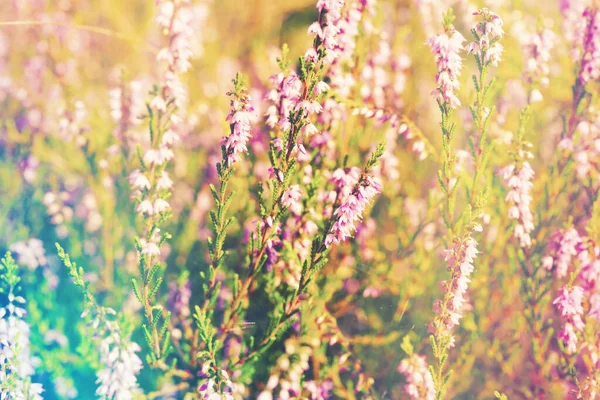 Close Rosa Calluna Vulgaris Flores Natureza Fuga Luz Foto Efeito — Fotografia de Stock