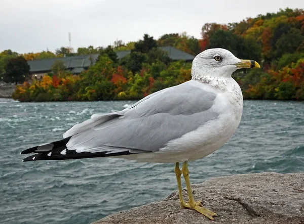 Imperturbable Canadian seagull (Ring-billed gull). This seagull was extensively photographed by the tourists who wanted to see the Niagara Falls. It\'s October, so the trees in the background start to color red.