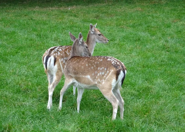 Dois Dos Cervos Europeus Comuns Agrupam — Fotografia de Stock