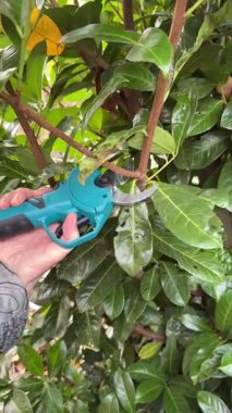 Kablosuz elektrik budayıcı ile kiraz defne ağacını budamaya yakın çekim