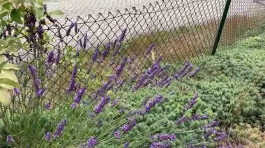 Geniş bir kükürt kelebeği grubu ve bir çitin yanındaki lavanta bitkilerinin etrafında çırpınan bir yaban arısı grubu. Beş yapraklı bir akebia çitin üzerinden atlıyor. Aşağı Saksonya, Almanya 'da görüldü