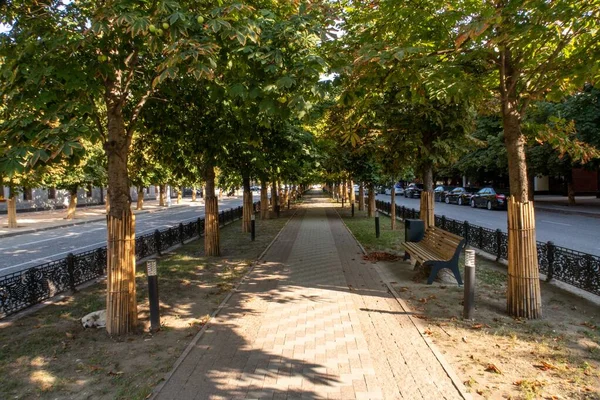 Rusia, Chechenia, la República de Chechenia, la ciudad de Grozni. Un hermoso callejón verde con árboles en la avenida central llamada Akhmat Kadyrov. Un día soleado. — Foto de Stock