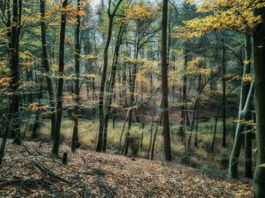 Mysterious forest in autumn garb