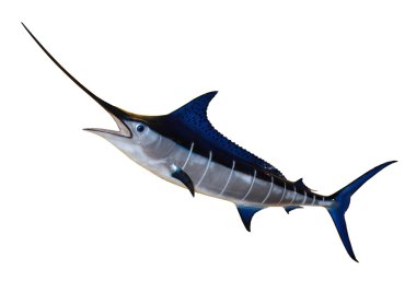 Swordfish- Blue Marlin clipart