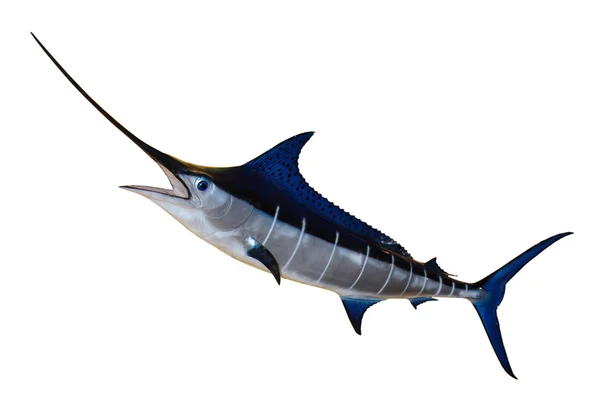 Kılıç balığı - Blue Marlin — Stok fotoğraf