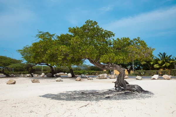 Tree on the beach in Aruba — Stock Photo, Image