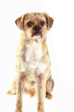 karışık cins köpek