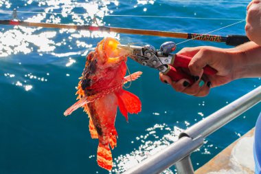 Catch a Fire fish when deep - sea fishing clipart