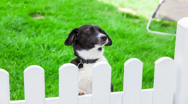 Dog looks over the garden fence — Stock Photo, Image