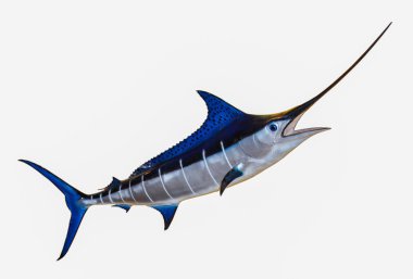 Kılıç balığı - Blue Marlin