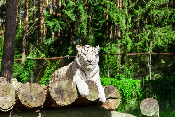 Tigre branco — Fotografia de Stock