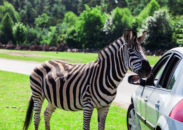 Tame zebra on a car — Stock Photo, Image