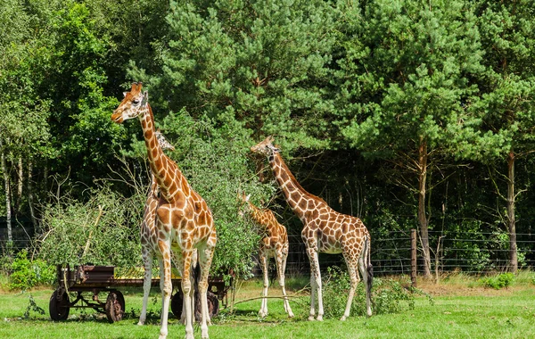 Mandria di giraffe durante l'alimentazione — Foto Stock