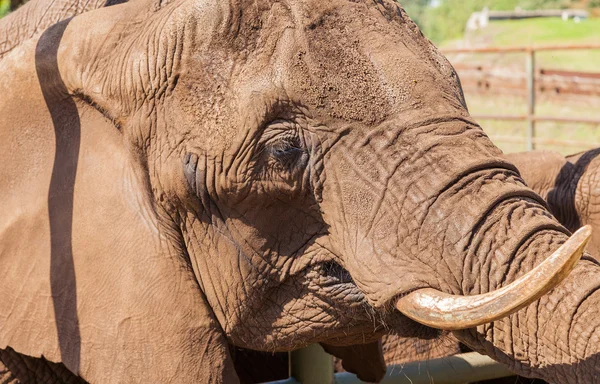 Ritratto di un elefante — Foto Stock