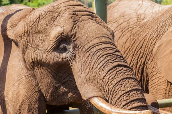 Ritratto di un elefante — Foto Stock