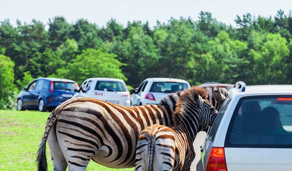 Mother and baby - Zebra on a car — Stock Photo, Image