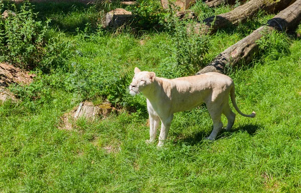 Lionne blanche — Photo