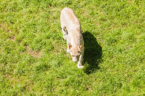 White lion photographed from above — Stock Photo, Image