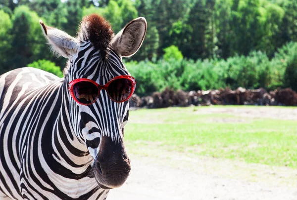 Funny zebra with sunglasses — Stock Photo, Image