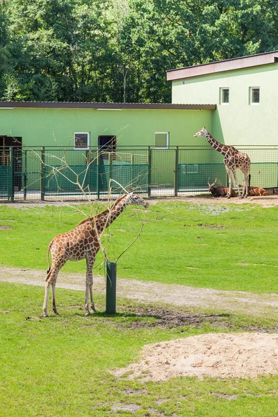 Mandria di giraffe durante l'alimentazione — Foto Stock