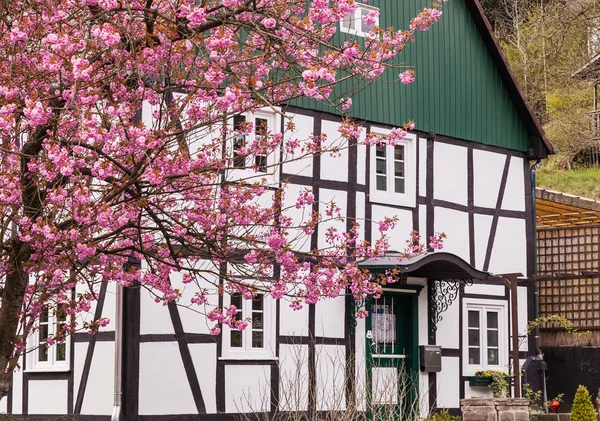 Casa de meia-madeira velha durante a flor de cerejeira em Gummersbach, Alemanha — Fotografia de Stock