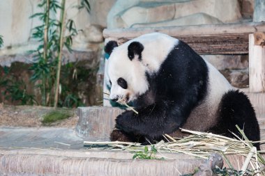 dev panda